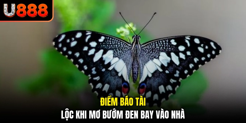 Điềm báo tài lộc khi mơ bướm đen bay vào nhà