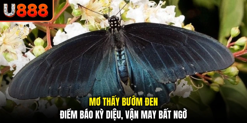 Mơ Thấy Bướm Đen - Điềm Báo Kỳ Diệu, Vận May Bất Ngờ